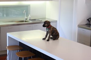 Interior - Kitchen for Modern House Plan #496-15 - 4 bed, 3.5 bath